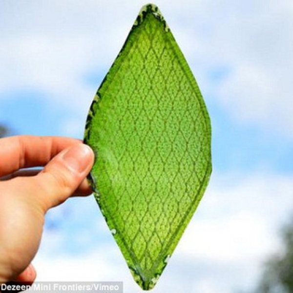 Lá cây nhân tạo: Phát minh biến đổi cuộc sống của con người