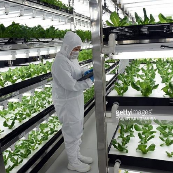 Độc đáo vườn rau kỹ thuật số tại Nhật.